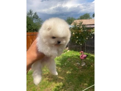 Ayı surat erkek pomeranian