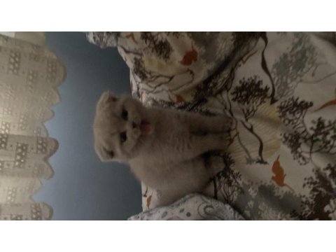 2 aylık scrli dişi scottish fold lilac