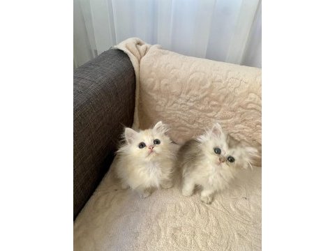 Çok sevimli ve oyuncu british longhair yavrularım