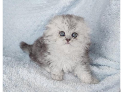 Harika bir minik prenses scottish fold