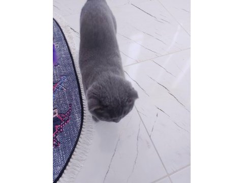 Kedimi sahiplendirmek istiyorum