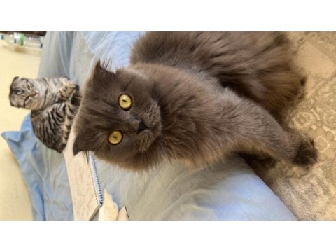 Ücretsiz cins british longhair