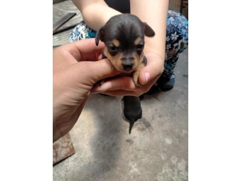 Yavru köpeğimiz pinscher