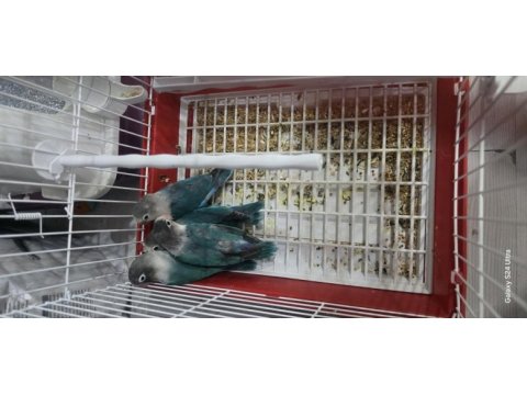 Yavru ısırmayan bebek cennet papağanı yavrular