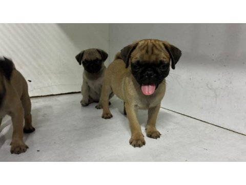 Irk ve sağlık garantili pug