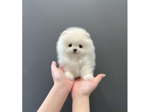 Pomeranian boo yavrular