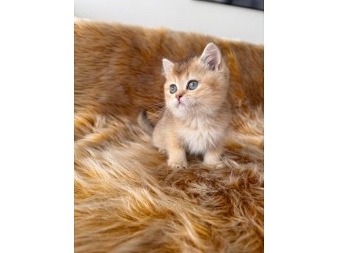 Golden british shorthair