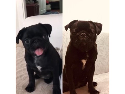 1 yaşında siyah dişi pug acil yuva aranıyor