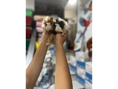 Ginepig yavrularımız 