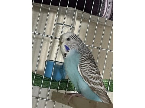 Jumbo erkek iri yerli dişi çift renkleri çok güzel muhabbet