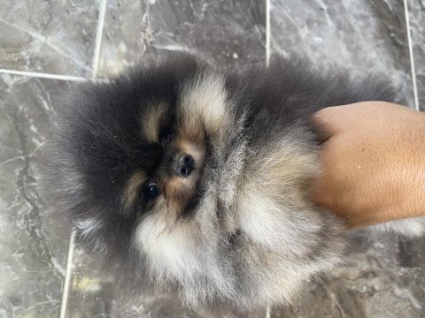 Orjinal ayı surat pomeranian boo yavrular