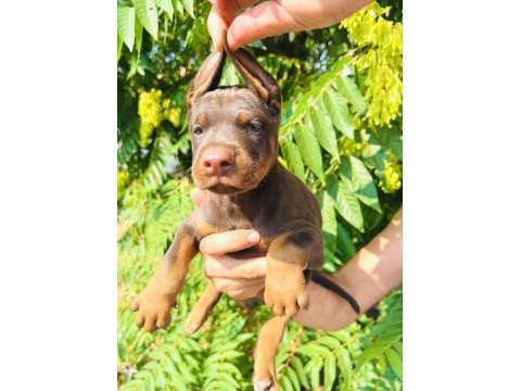 Premium kızıl doberman yavrusu