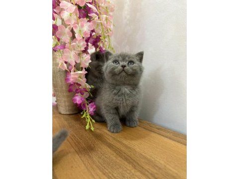 British shorthair kedimiz