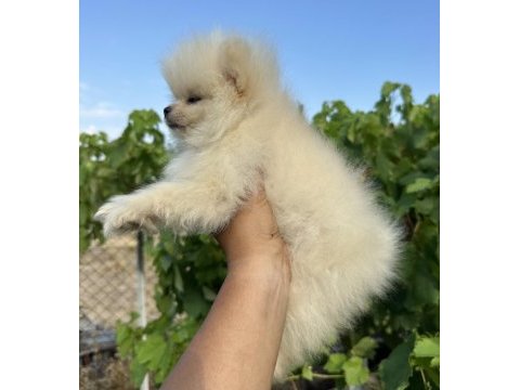 Pomeranian boo köpekler