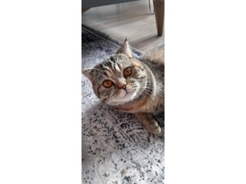 Kedimiz ücretsiz sahiplendirilecek
