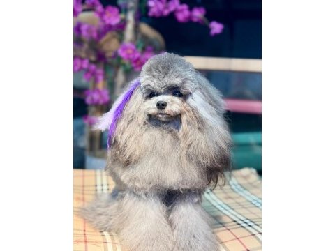 Silver şecereli show kalite 1 yaş 1700 gram kore poodle