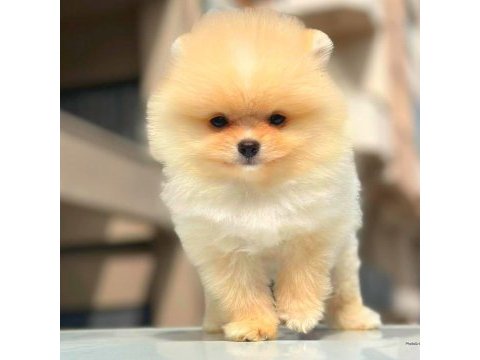 Show kalite pomeranian yavruları erkek ve dişi