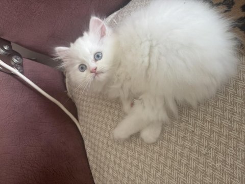 2,5 aylık yavru chinchilla kediler