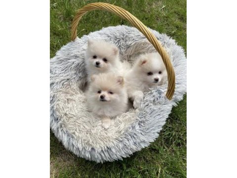 Pomeranian boo yavrularımız