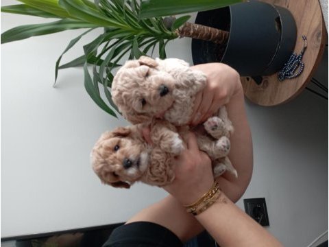 A class maltipoo yavrularımız