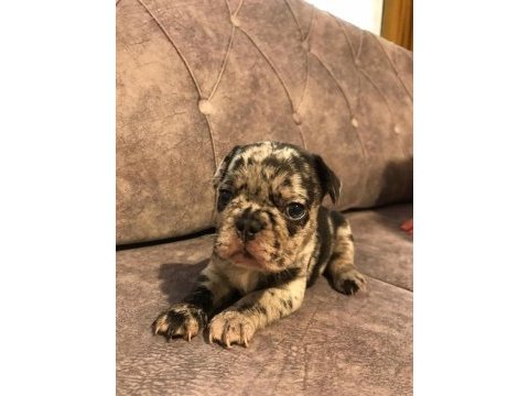 French bulldog merle orjinal ırk