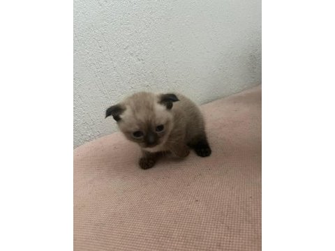 British shorthair scottish fold yavruları