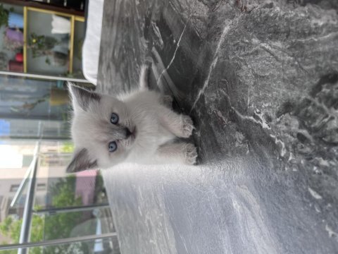British shorthair kediler