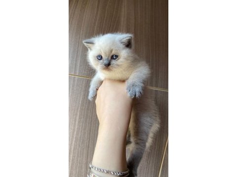 Bluepoint ayı surat scottish fold bebek