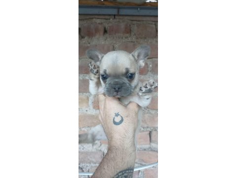 French bulldog bebekler