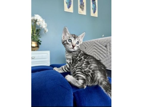 Ruhastlı ciftlikten orjinal silver bengal yavrular
