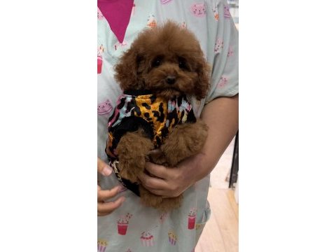Sevimli tokyo poodle