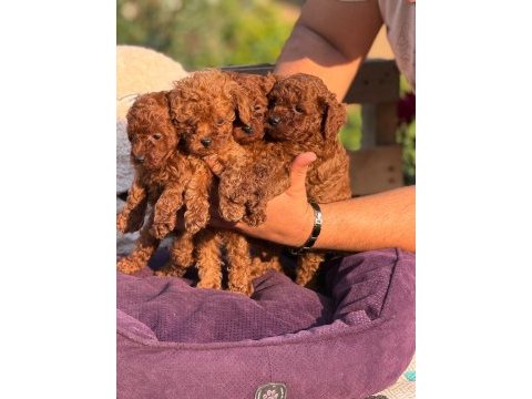 Toy poodle yavrular