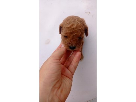 Toy poodle