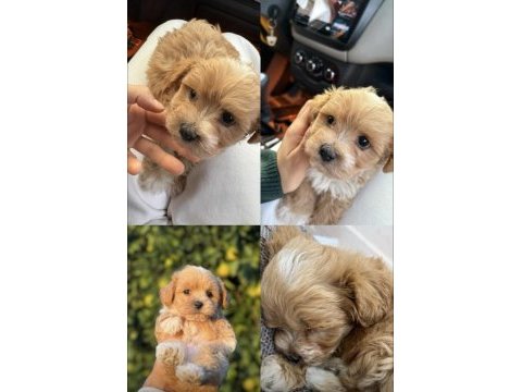 Maltipoo bebeğimiz