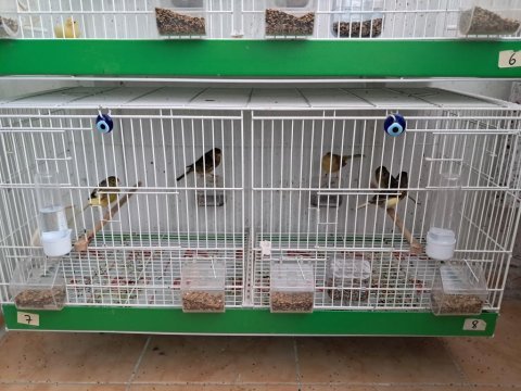 Orjinal timbrado ötüm kanaryası