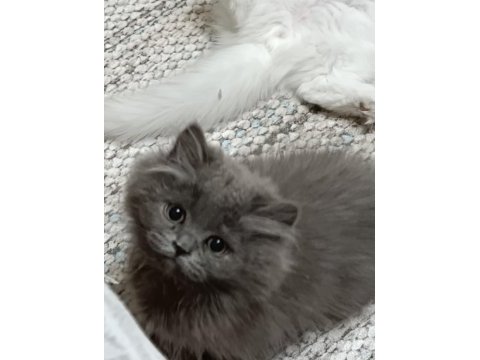 3 aylık erkek yavru british longhair