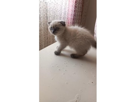 Güzel scottish fold kızımız yeni yuvasını arıyor