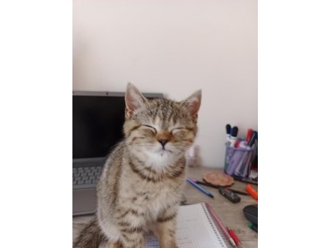 Tırtıl british shorthair bebek