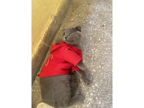 80 günlük iç dış paraziti yapılmış dişi scottish fold acil