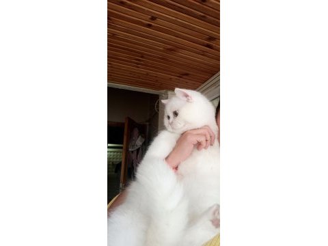 O bir british longhair paşa