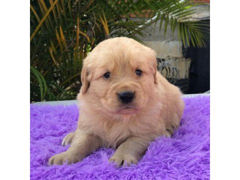 Golden retriever yavruları