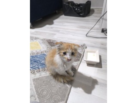 Kedimiz satılık değil sahiplendirilecektir