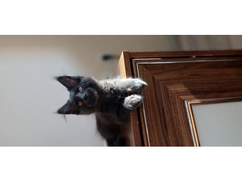 Blue ve black smooke arnold in son maine coon yavruları