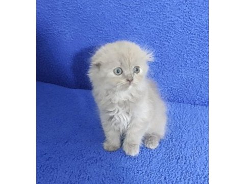 İstanbul içi adrese teslim lilak scottish fold longhair