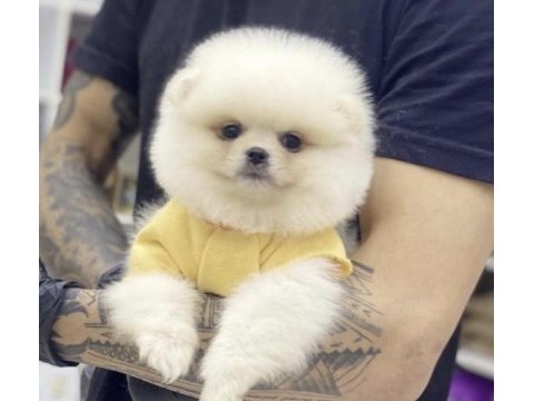Pomeranian boo köpekleri için ulaşın