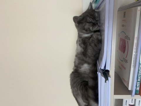 British shorthair dişi kedimiz