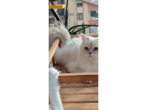 British longhair golden point cy11 33 full şecereli
