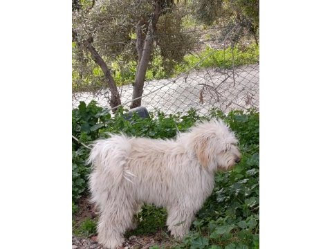 9 aylık erkek tüm aşıları tam maltipoo