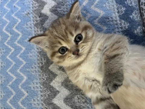 Cins kedimiz yuva arıyor 1 aylık