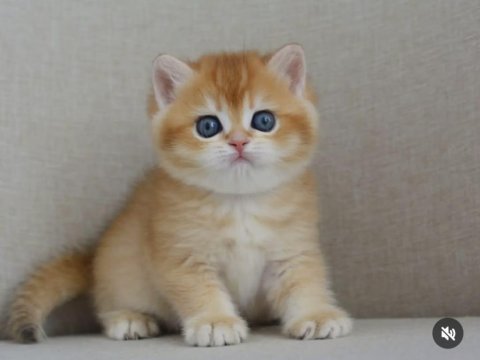 Şaheser gibi golden ny12 british shorthair 